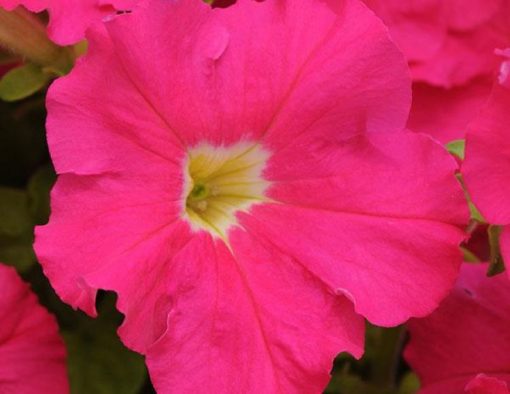 Petunya Gul BahceTohum – Çiçek Tohumları