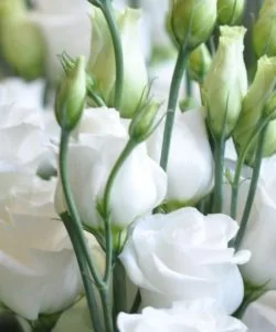 beyaz lisianthus 1 – Çiçek Tohumları