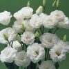 beyaz lisianthus 2 – Çiçek Tohumları