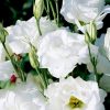 beyaz lisianthus 3 – Çiçek Tohumları
