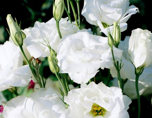 beyaz lisianthus 3 – Çiçek Tohumları