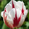 Alevli Fildisi Beyaz Lale 2 Cicek Tohumlari – Çiçek Tohumları