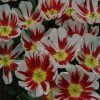Alevli Fildisi Beyaz Lale 3 Cicek Tohumlari – Çiçek Tohumları