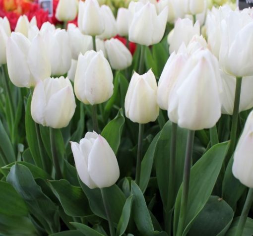 Beyaz Inci Lale 2 Cicek Tohumlari – Çiçek Tohumları