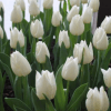 Beyaz Inci Lale 3 Cicek Tohumlari – Çiçek Tohumları