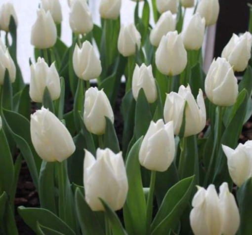 Beyaz Inci Lale 3 Cicek Tohumlari – Çiçek Tohumları