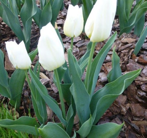 Beyaz Inci Lale 4 Cicek Tohumlari – Çiçek Tohumları