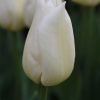 Beyaz Inci Lale Cicek Tohumlari – Çiçek Tohumları
