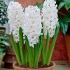 Beyaz sumbul 1 Cicek Tohumlari – Çiçek Tohumları