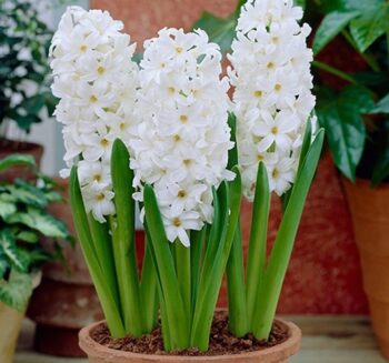 Alternative view of Beyaz Sümbül - Özel Seri ( 1 Soğan )