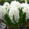 Beyaz sumbul 2 Cicek Tohumlari – Çiçek Tohumları