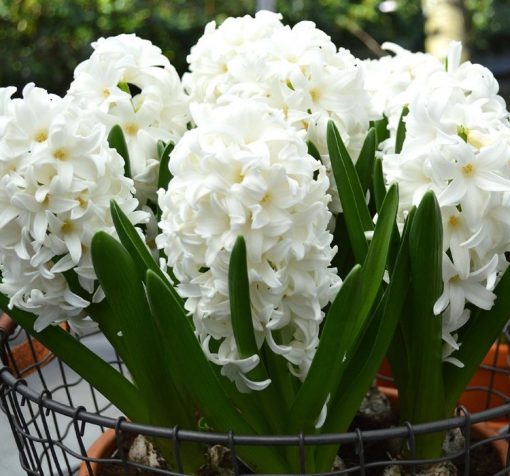 Beyaz sumbul 2 Cicek Tohumlari – Çiçek Tohumları
