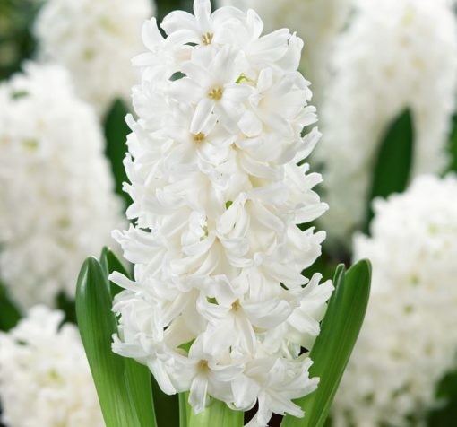 Beyaz sumbul Cicek Tohumlari – Çiçek Tohumları
