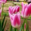 Pembe Klasik Lale 3 Cicek Tohumlari – Çiçek Tohumları