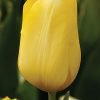 Sari Klasik Lale Cicek Tohumlari – Çiçek Tohumları