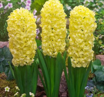 Alternative view of Sarı Sümbül - Özel Seri ( 1 Soğan )