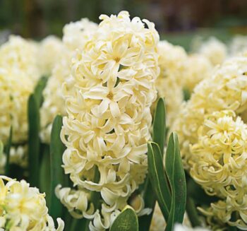 Sarı Sümbül - Özel Seri ( 1 Soğan )