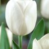 beyaz lale sezon 2 Cicek Tohumlari – Çiçek Tohumları