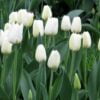beyaz lale sezon 3 Cicek Tohumlari – Çiçek Tohumları