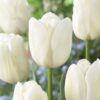 beyaz lale sezon Cicek Tohumlari – Çiçek Tohumları