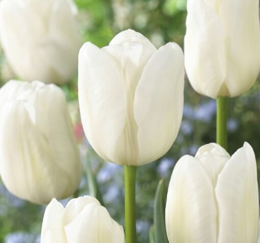 beyaz lale sezon Cicek Tohumlari – Çiçek Tohumları