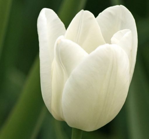 buyuk beyaz lale 1 Cicek Tohumlari – Çiçek Tohumları
