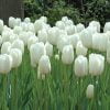 buyuk beyaz lale 2 Cicek Tohumlari – Çiçek Tohumları