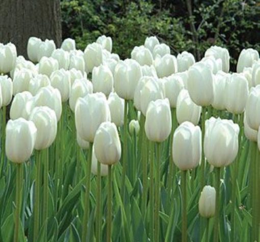 buyuk beyaz lale 2 Cicek Tohumlari – Çiçek Tohumları