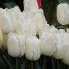 buyuk beyaz lale 3 Cicek Tohumlari – Çiçek Tohumları