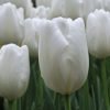 buyuk beyaz lale 4 Cicek Tohumlari – Çiçek Tohumları