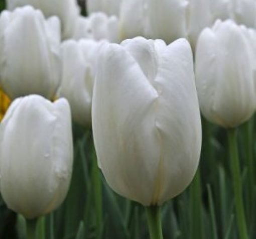 buyuk beyaz lale 4 Cicek Tohumlari – Çiçek Tohumları
