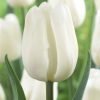 buyuk beyaz lale Cicek Tohumlari – Çiçek Tohumları