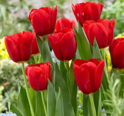 kırmızı lale sezon (Çiçek Tohumları)
