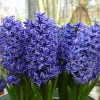 mavi sumbul 1 Cicek Tohumlari – Çiçek Tohumları