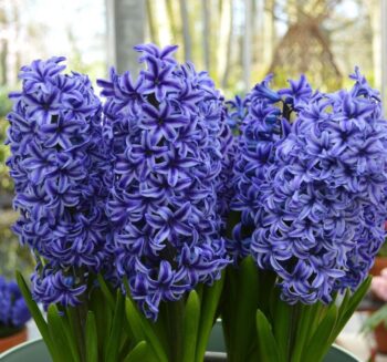 Alternative view of Mavi Sümbül - Özel Seri ( 1 Soğan )