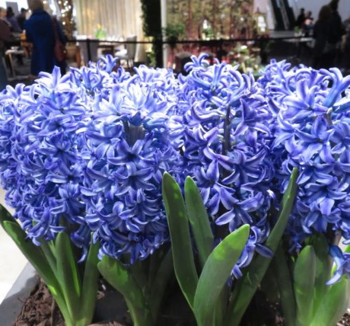 mavi sumbul 4 Cicek Tohumlari – Çiçek Tohumları