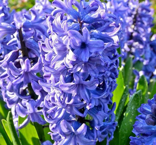 mavi sumbul Cicek Tohumlari – Çiçek Tohumları