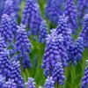 mavi uzum sumbulu 1 Cicek Tohumlari – Çiçek Tohumları