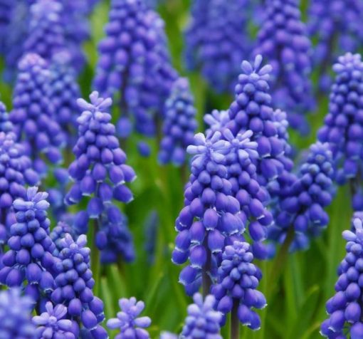 mavi uzum sumbulu 1 Cicek Tohumlari – Çiçek Tohumları