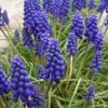 mavi uzum sumbulu 3 Cicek Tohumlari – Çiçek Tohumları
