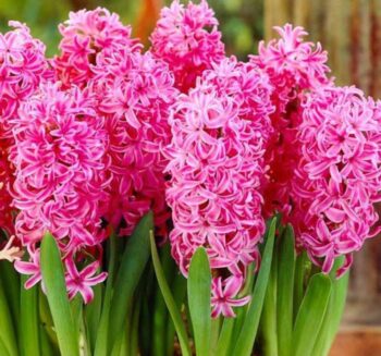 Pembe Sümbül - İnci tanesi ( 1 Soğan )