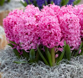 Alternative view of Pembe Sümbül - İnci tanesi ( 1 Soğan )