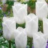 saf beyaz lale 2 Cicek Tohumlari – Çiçek Tohumları