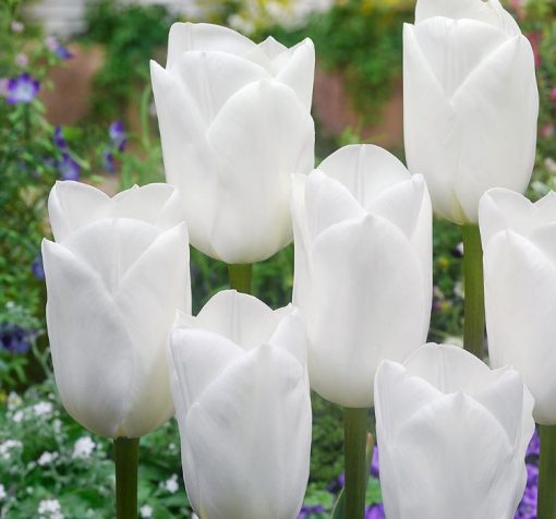 saf beyaz lale 2 Cicek Tohumlari – Çiçek Tohumları
