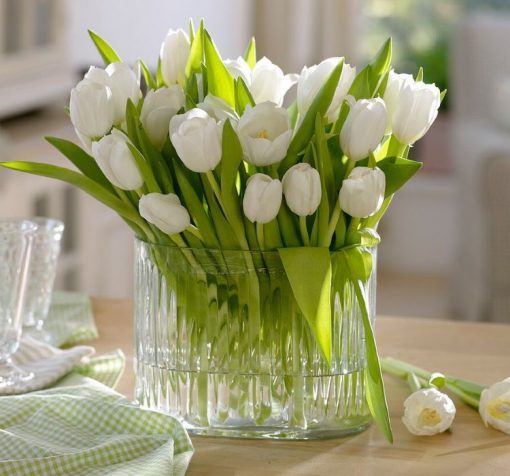 saf beyaz lale 3 Cicek Tohumlari – Çiçek Tohumları