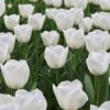 saf beyaz lale 4 Cicek Tohumlari – Çiçek Tohumları