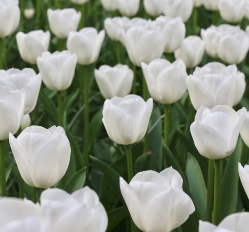 saf beyaz lale 4 Cicek Tohumlari – Çiçek Tohumları