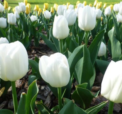 saf beyaz lale 5 Cicek Tohumlari – Çiçek Tohumları