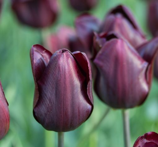 siyah lale 1 Cicek Tohumlari – Çiçek Tohumları