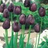 siyah lale 2 Cicek Tohumlari – Çiçek Tohumları
